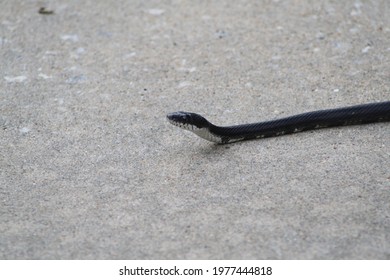 Southern Black Snake Looking for Prey