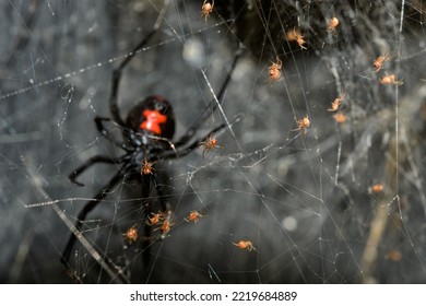 Southern Black Widow spider babies climbing on their web, with their mother guarding them farther behind - Powered by Shutterstock