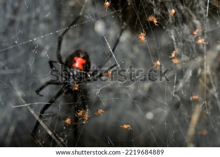 Southern Black Widow spider babies climbing on their web, with their mother guarding them farther behind
