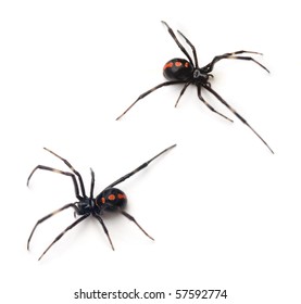 Southern Black Widows (Latrodectus Mactans).