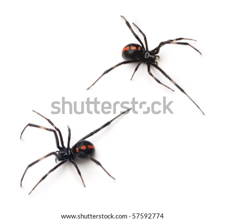 Southern Black Widows (Latrodectus mactans).