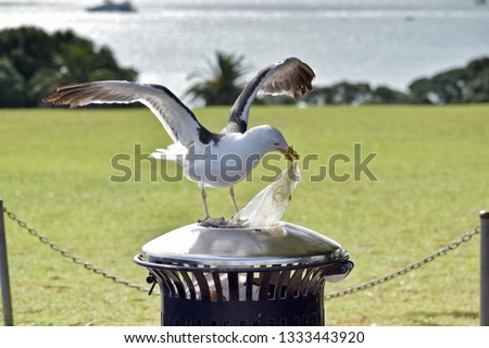 Southern black-backed seagull pulls plastic bag out of trash bin in a park