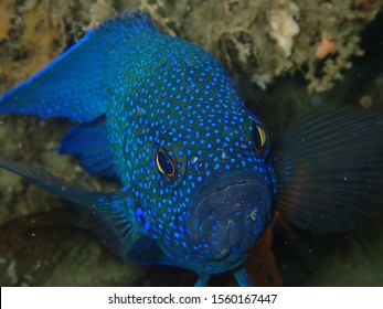 Southern blue devil fish swims in cave on reef