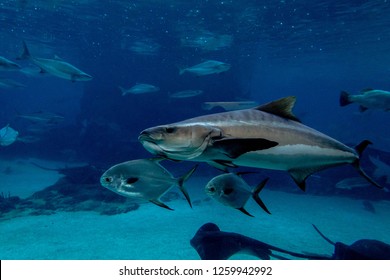 Southern Bluefin Tuna Swimming With The Fishes