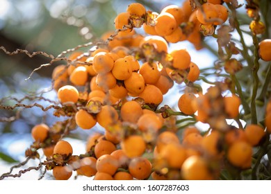 Southern Brazil Fruit Tree Detail - Butia