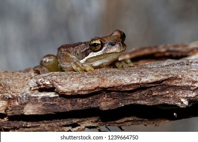 Southern Brown Tree Frog - Litoria ewingi, whistling tree frog or Ewing's tree frog, species of tree frog native to Australia.