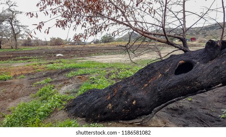 Southern California Fires