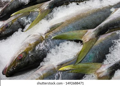 Southern California Fish Market: Yellowtail Fish.