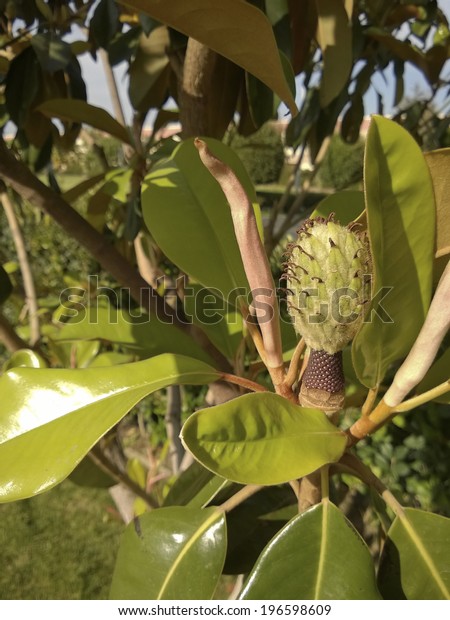 Fruit Trees For Southern California : Orange Tree Full Of Citrus Fruit Stock Photo Image Of Vitamin Seasonal 139700838 / Mangos set fruit only in the warmest frost free locations in southern california.