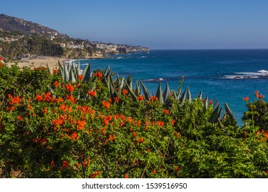 Southern California Native Plants Frame Laguna Beach Coastline And Luxury Homes