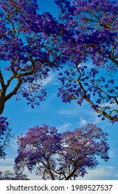 Southern California Street Lined With Jacaranda Flowers