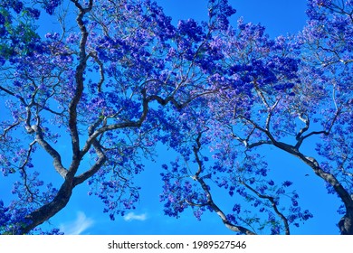 Southern California Street Lined With Jacaranda Flowers