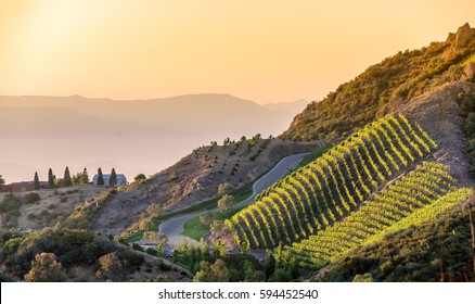 Southern California Vineyards On A Hillside, With Hazy Mountain Background.