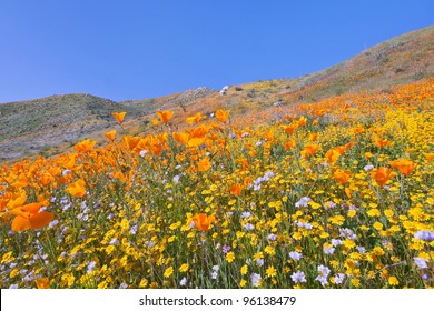 Southern California Wildflower