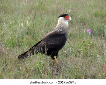 1,263 Southern Caracara Images, Stock Photos & Vectors | Shutterstock