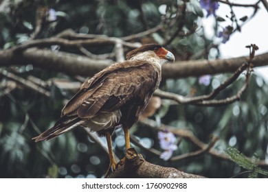 Southern Caracara On The Tree.