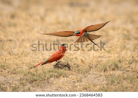 Southern carmine bee-eater approaches another on ground
