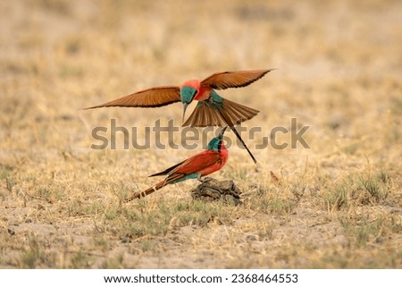 Southern carmine bee-eater flies over another one