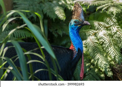 Southern Cassowaries - Daintree National Park 