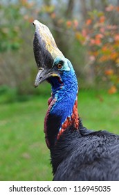 Southern Cassowary