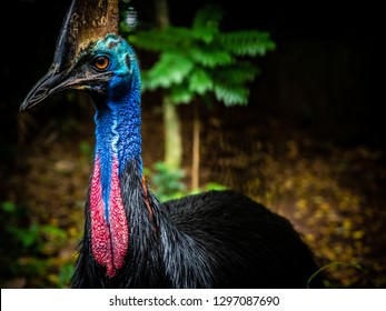 Southern Cassowary 