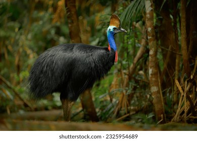 Southern Cassowary - Casuarius casuarius also Double-wattled or Australian or Two-wattled cassowary, large flightless black bird, ratite related to the emu, ostriches, rheas and kiwis, in rainforest - Powered by Shutterstock