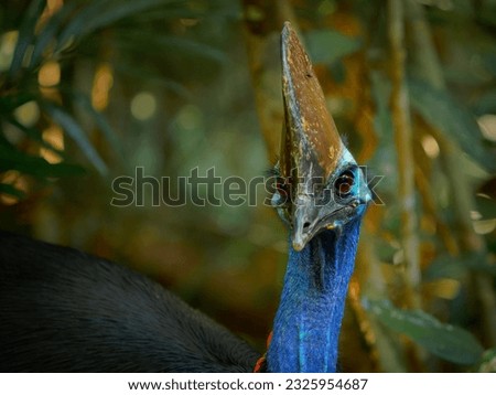 Southern Cassowary - Casuarius casuarius also Double-wattled or Australian or Two-wattled cassowary, large flightless black bird, ratite related to the emu, ostriches, rheas and kiwis, in rainforest