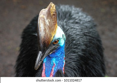 Southern Cassowary Casuarius Casuarius Known Doublewattled Stock Photo ...