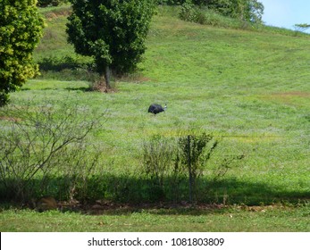 Southern Cassowary, Mission Beach, Queensland