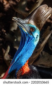 Southern Cassowary Native Tropical Rainforests Northeastern Stock Photo 