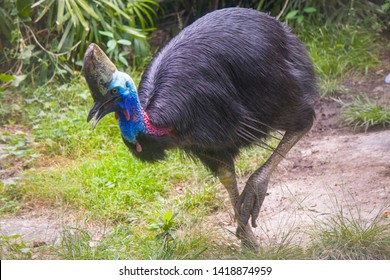 1,371 Southern Cassowary Images, Stock Photos & Vectors | Shutterstock