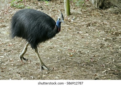 Southern Cassowary Walking Paddock Stock Photo 586912787 | Shutterstock