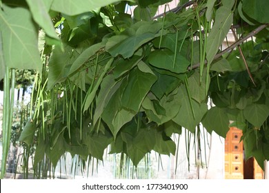 Southern catalpa tree (Catalpa bignonioides) leaves and immature fruits