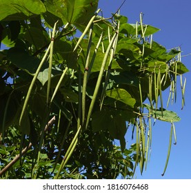 Southern catalpa tree (Catalpa bignonioides) leaves and immature fruits in Astrakhan