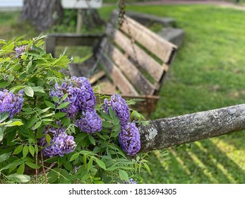 Southern Charm | Purple Wisteria Blooming In The Spring