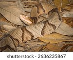 A southern Copperhead poses in the south Georgia woods. 