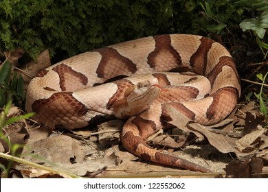 Southern Copperhead Snake