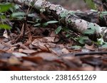 A Southern copperhead snake, Agkistrodon contortrix, lies partially hidden under leaf litter and branches.