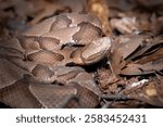 Southern Copperhead...Agkistrodon contortrix contortrix in natural habitat in East Texas