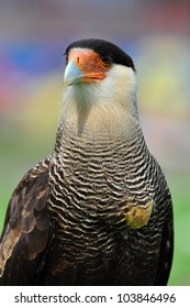 Southern Crested Caracara