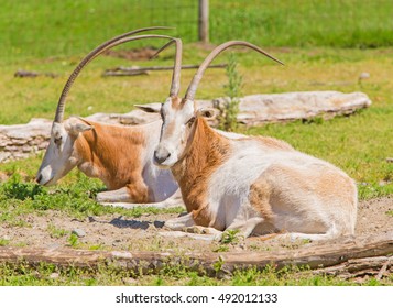 Southern Eland