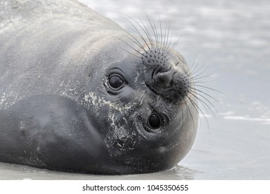 Southern Elephant Seal