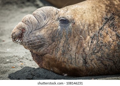 Southern Elephant Seal