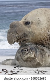 Southern Elephant Seal