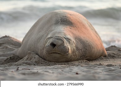 Southern Elephant Seal