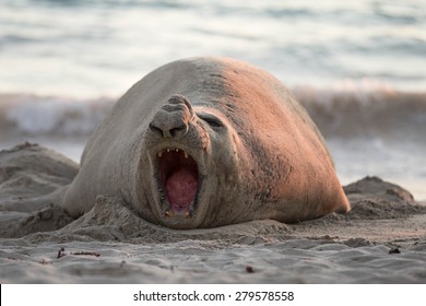 Southern Elephant Seal