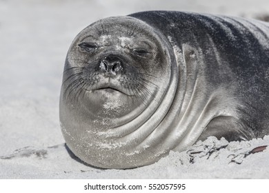 Southern Elephant Seal