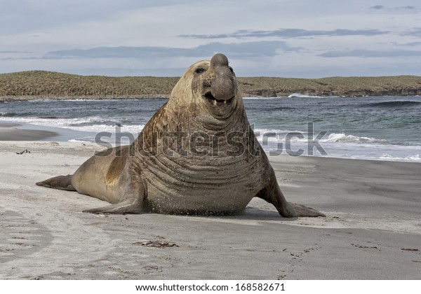 Southern Elephant\
Seal