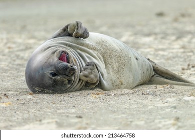 Southern Elephant Seal Calf