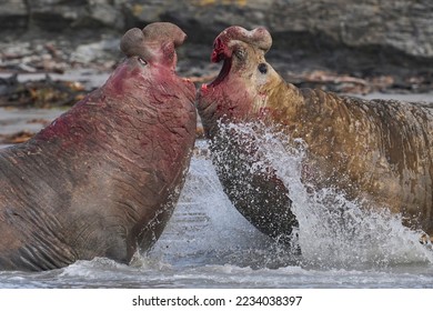 Southern Elephant Seal (Mirounga leonina) fights with a rival for control of a large harem of females during the breeding season on Sea Lion Island in the Falkland Islands. - Shutterstock ID 2234038397